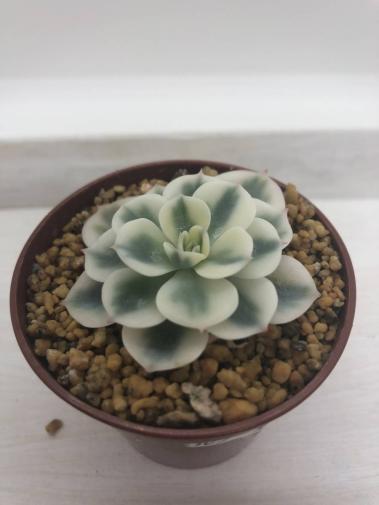 【最新作，高品質】 １００円 韓国苗 ルノーディーン 発根済み 斑入り 錦 多肉植物(サボテン)｜売買されたオークション情報、yahooの商品情報をアーカイブ公開 - オークファン サボテン