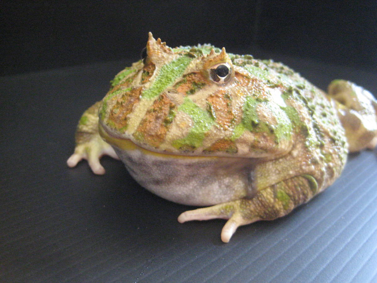 ■クランウェルツノガエル　特大サイズ１１ｃｍ