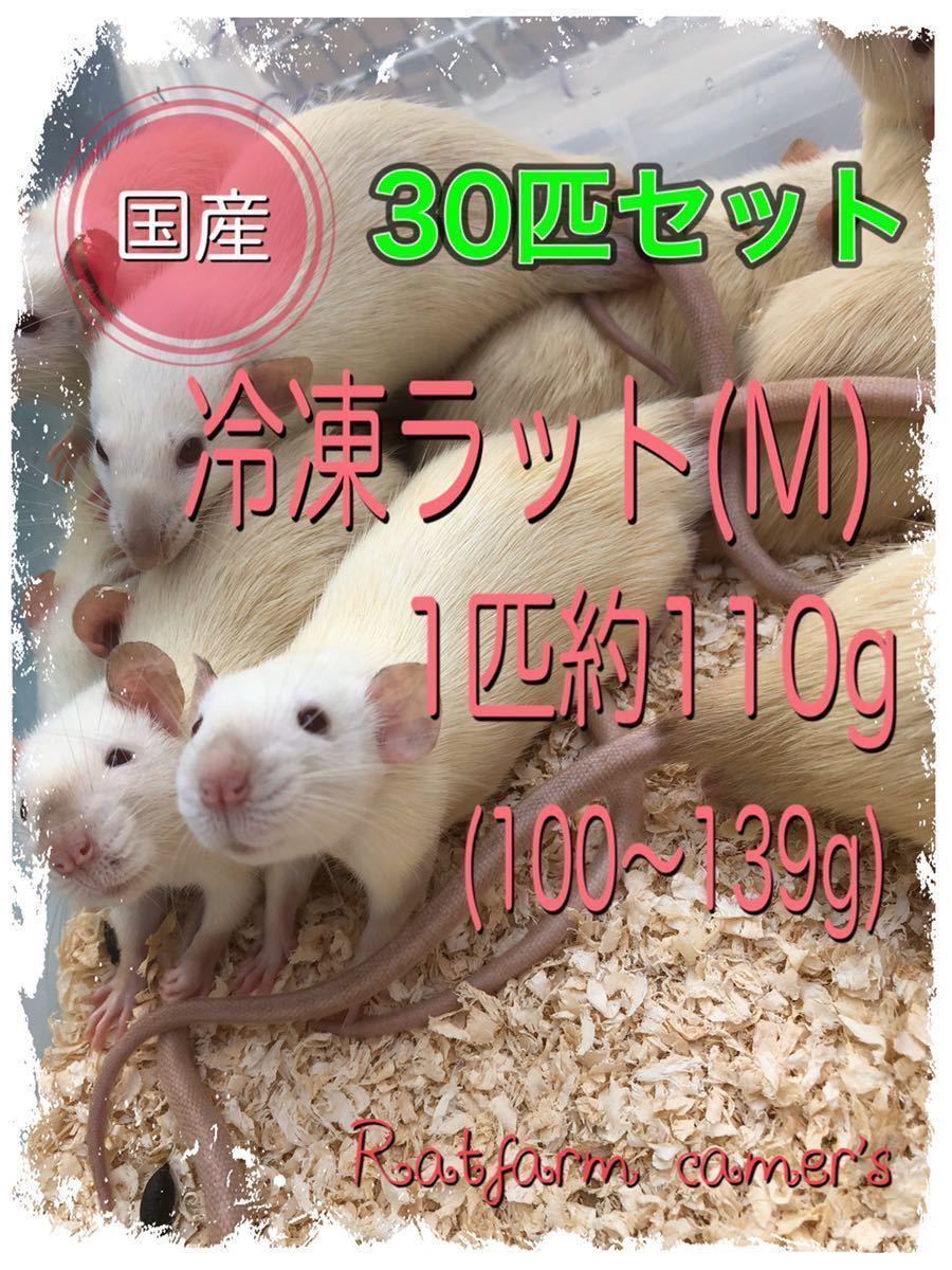 | 冷凍ラット 国産冷凍ラット M 国産 (ファジー 0 g 5匹) 冷凍 SAfarm 5匹入り) 10~15g (ベビー SAafrm 5匹セット