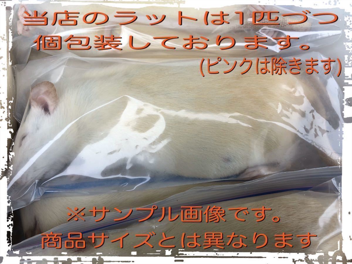 | 冷凍ラット 国産冷凍ラット M 国産 (ファジー 0 g 5匹) 冷凍 SAfarm 5匹入り) 10~15g (ベビー SAafrm 5匹セット