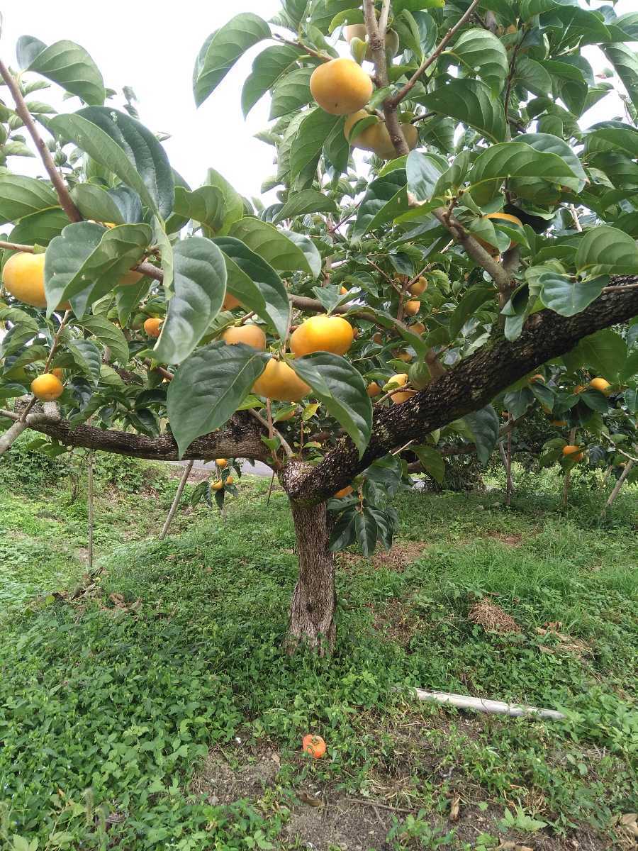 種なし柿 刀根早生 10kg 和歌山県産生産者直送 除草剤不使用 1980円 柿 売買されたオークション情報 Yahooの商品情報をアーカイブ公開 オークファン Aucfan Com