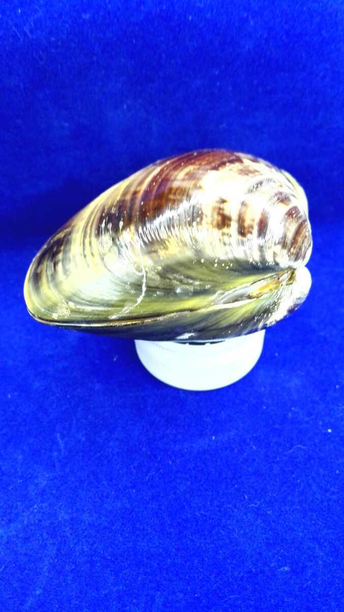 ハマグリ 単品65 001 貝合わせ 貝覆い 蛤 貝殻 標本 東京湾産 手芸 材料 ハンドメイド コレクション 天然 非加熱 素材 置物 材料 売買されたオークション情報 Yahooの商品情報をアーカイブ公開 オークファン Aucfan Com