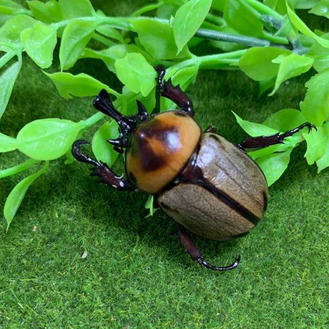 即ブリ可 ヨツボシヒナカブト 39ミリ ♂単品他出品と同梱可