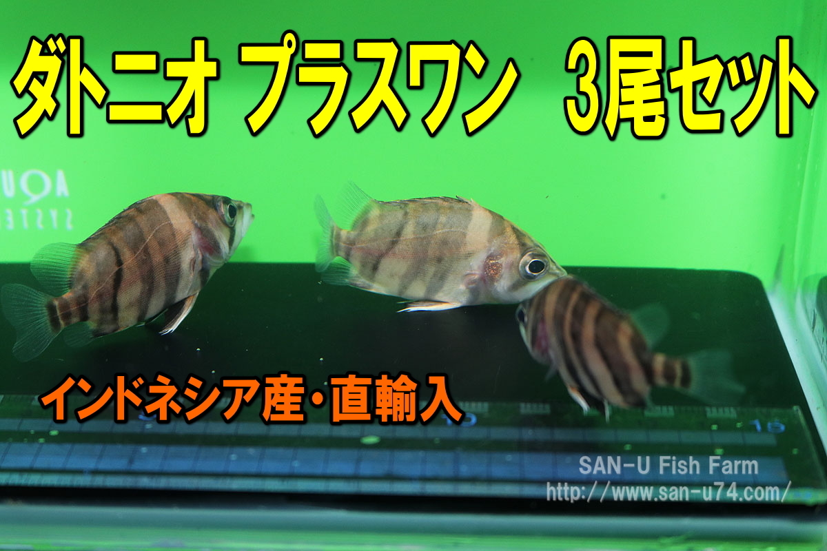ダトニオ プラスワン 3尾 その2☆全長5-6cm前後・人工飼料に餌