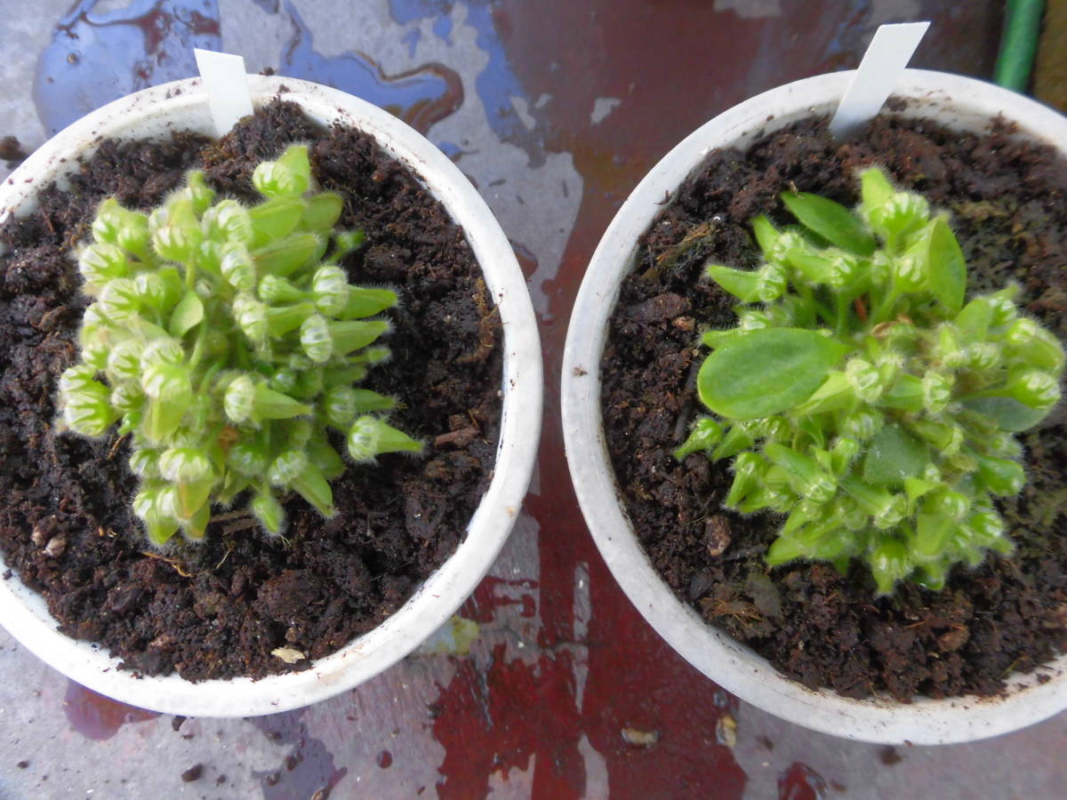 【最新作，大得価】 食虫植物 セフアーロータス 2ポット(観葉植物)｜売買されたオークション情報、yahooの商品情報をアーカイブ公開 - オークファン その他