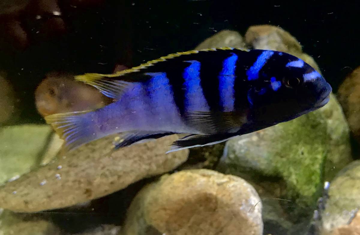 熱帯魚 アフリカンシクリッド ラビドクロミス ムバンバベイ 幼魚 ３ ４ｃｍ ６匹セット 淡水魚 売買されたオークション情報 Yahooの商品情報をアーカイブ公開 オークファン Aucfan Com