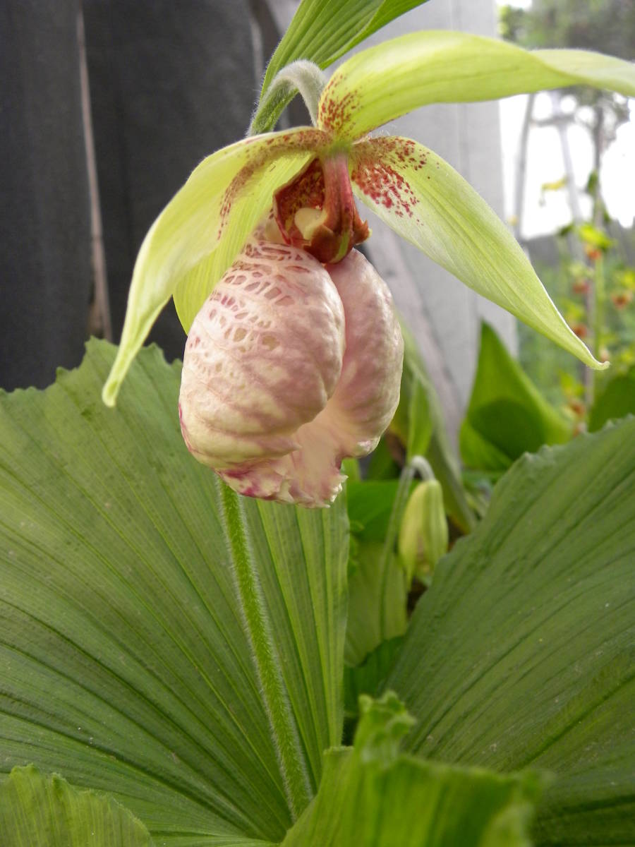 日本クマガイソウ苗 4芽付き 苗 クマガイソウ 山野草 大中9芽 道南