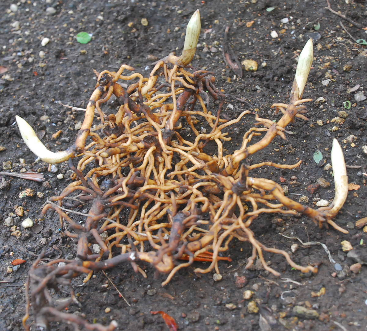 山野草、日本産クマガイソウ黄花系（素心）大の花芽1芽付き 苗