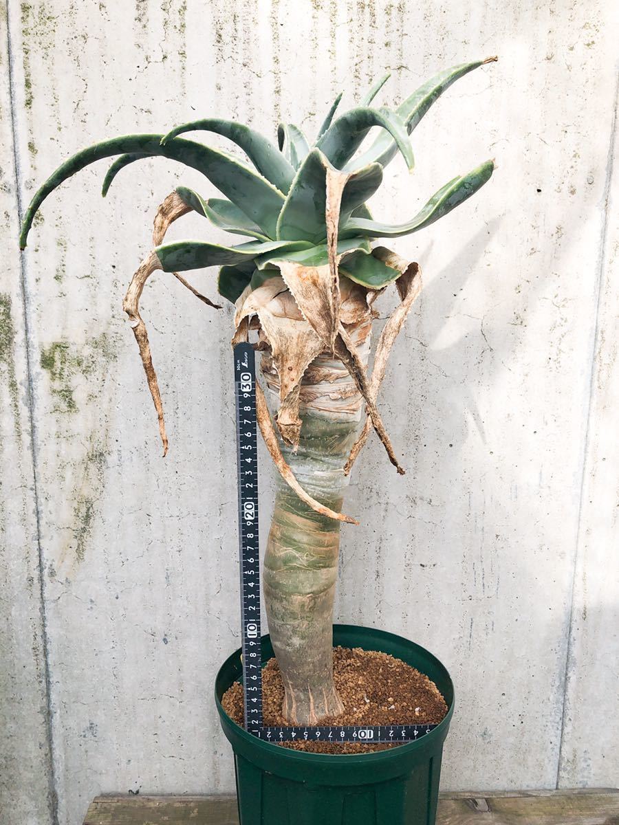 Aloe pillansii アロエ ピランシー 育て方 Aloe pillansii-アロエ