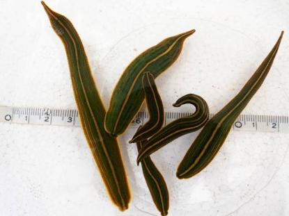 大量パック ウマビル 中 大サイズ 匹 保温飼育用発泡付 魚類 水生生物 売買されたオークション情報 Yahooの商品情報をアーカイブ公開 オークファン Aucfan Com