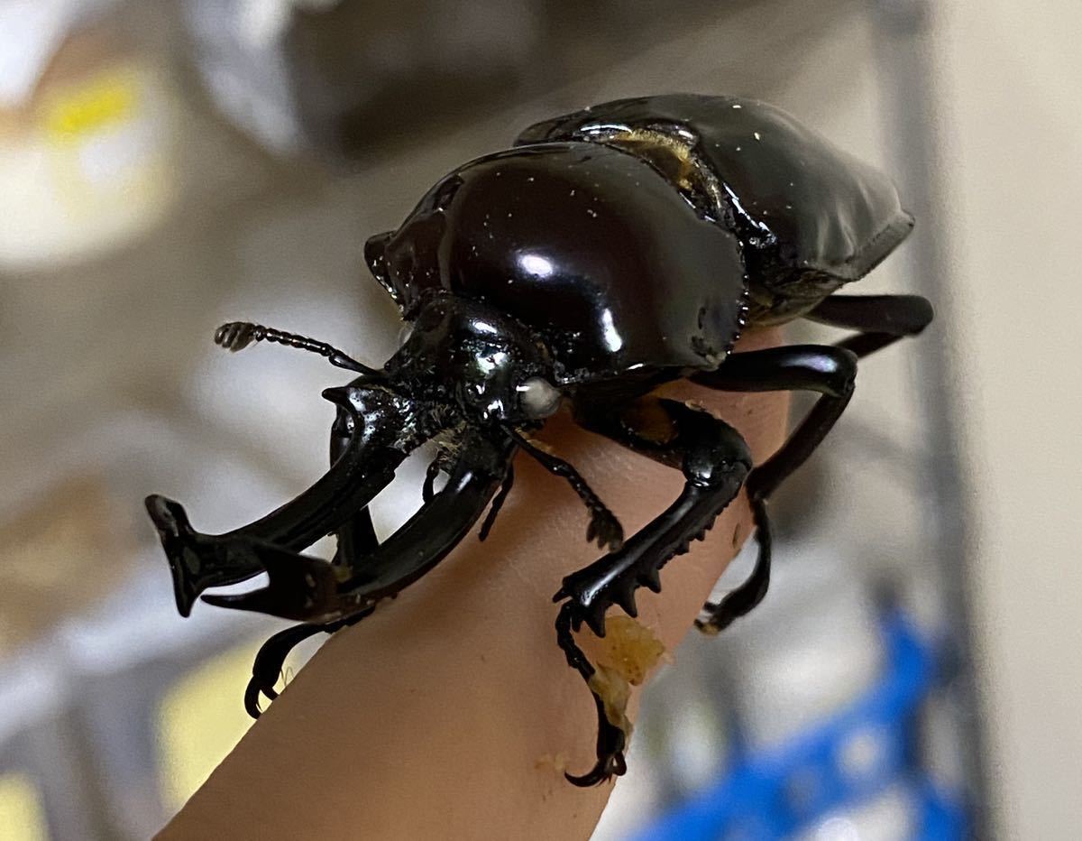 親♂74.2mm！ババオウゴンオニクワガタ初令幼虫3頭セット