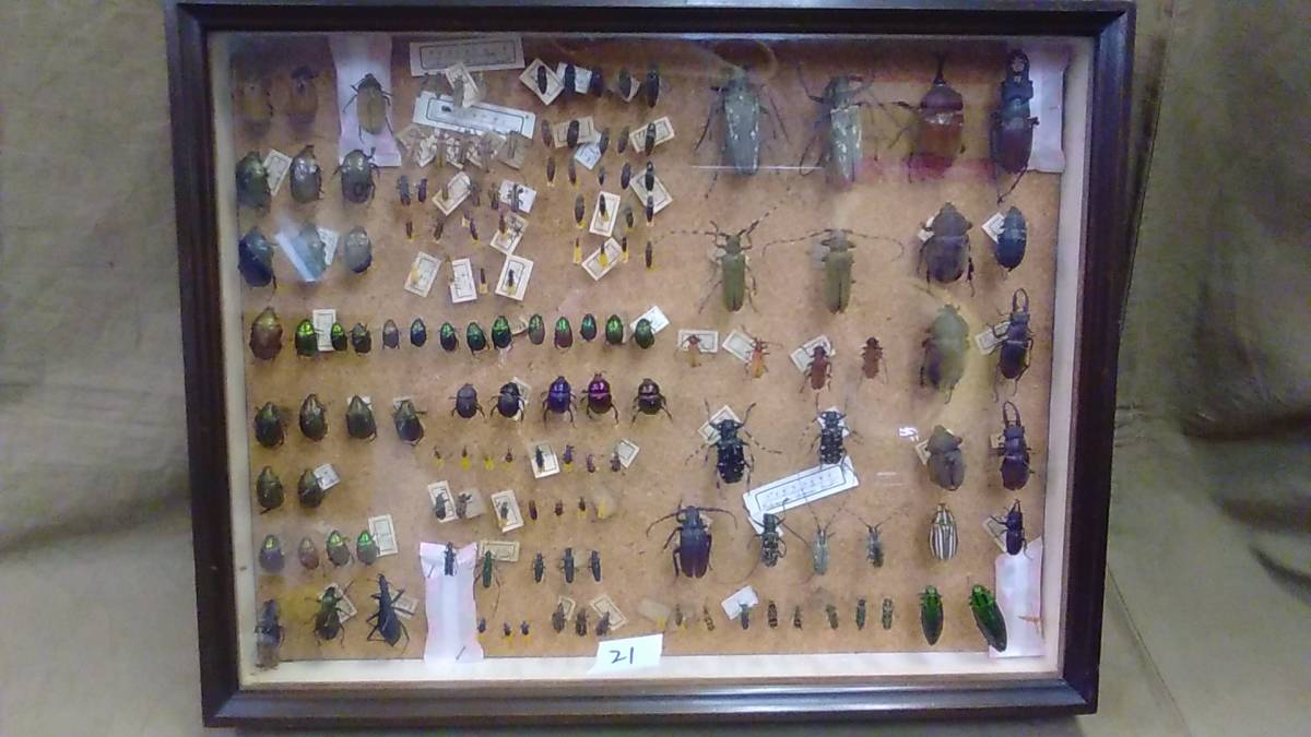 昆虫標本箱（ドイツ箱）昭和55年からの実績 ドイツ箱モルフォ蝶1頭
