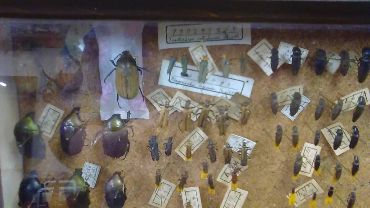 昆虫標本箱（ドイツ箱）昭和55年からの実績 ドイツ箱モルフォ蝶1頭