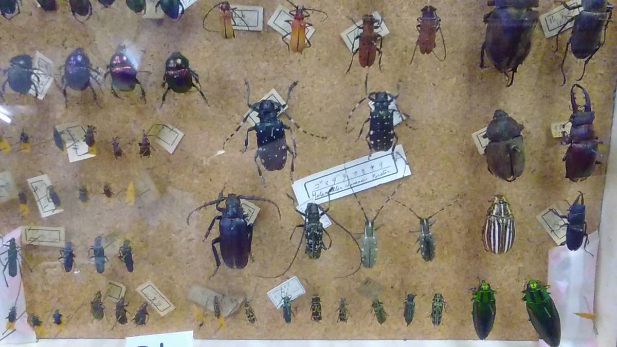 昆虫標本箱（ドイツ箱）昭和55年からの実績 ドイツ箱モルフォ蝶1頭
