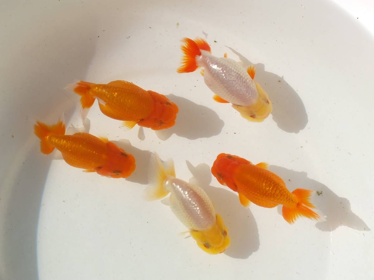 人気，お買い得 白髪親父のランチュウ 当歳 9 9.3ｃｍ前後 5匹セツト コロナに負けない心穏やかに新しい来春を(らんちゅう)｜売買されたオークション情報、yahooの商品情報をアーカイブ公開 - オークファン らんちゅう