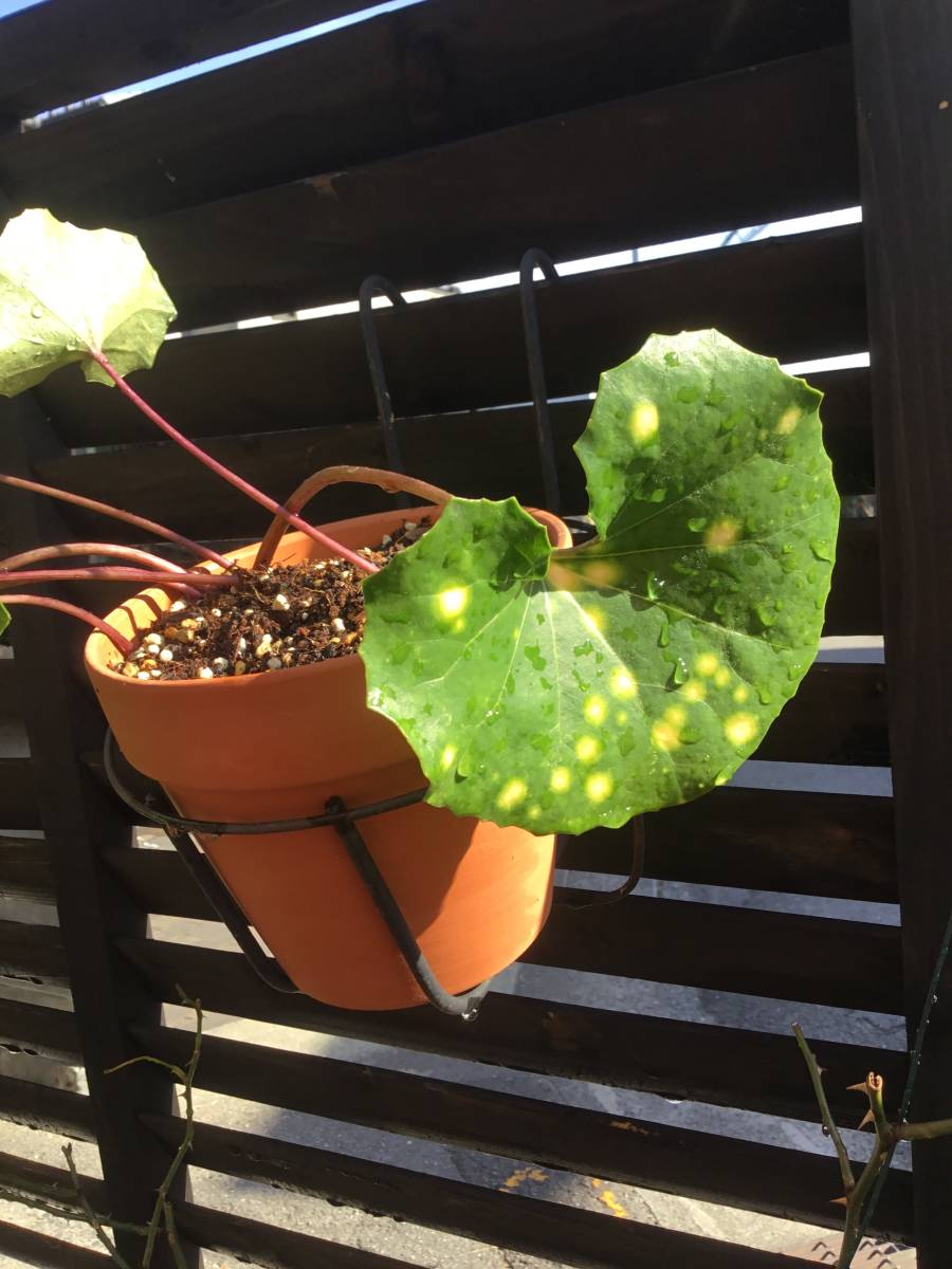 山野草 石蕗 ツワブキ黄金星斑入り 華やかな葉 庭石との組み合わせが素敵 苗 売買されたオークション情報 Yahooの商品情報をアーカイブ公開 オークファン Aucfan Com