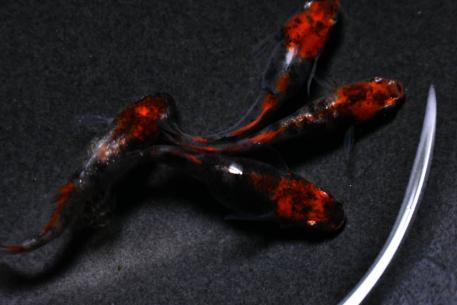 大空めだか 三色のヤフオク の相場 価格を見る ヤフオク の大空めだか 三色のオークション売買情報は23件が掲載されています