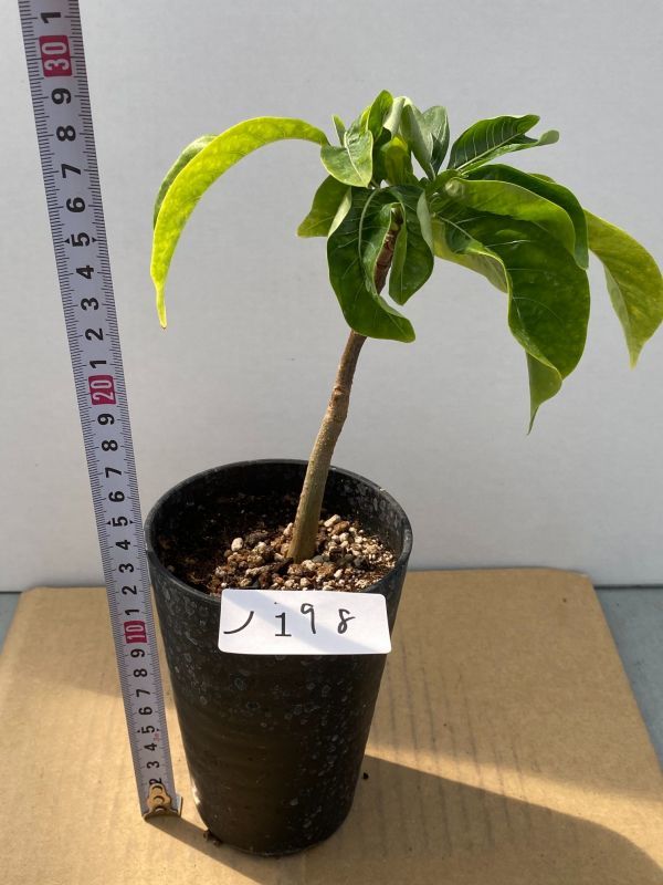 ノ198 塊根植物 実生 アダンソニア ボジー バオバブ 種から発芽 発根 Adansonia Bozy 観葉植物 売買されたオークション情報 Yahooの商品情報をアーカイブ公開 オークファン Aucfan Com