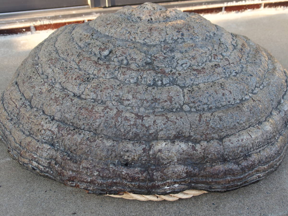 21F22 H】サルノコシカケ 置物 オブジェ 鑑賞用 「幅57cmx奥行15cmx