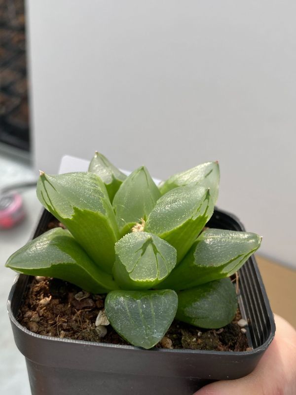 ハ116 多肉植物 ハオルチア ピグマエア ミュータント 美株 発根 Haworthia 観葉植物 売買されたオークション情報 Yahooの商品情報をアーカイブ公開 オークファン Aucfan Com ハ116 多肉植物 ハオルチア ピグマエア ミュータント 美株 発根 Haworthia 観葉植物 売買されたオークション情報 Yahooの商品情報をアーカイブ公開 オークファン Aucfan Com