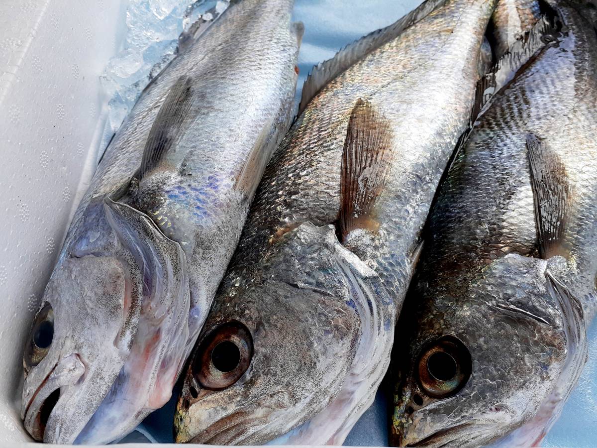 お家 ご馳走 珍しい魚 クログチ3本 握りやカルパッチョ どうぞ なかなか見かけない魚 ね 魚 売買されたオークション情報 Yahooの商品情報をアーカイブ公開 オークファン Aucfan Com
