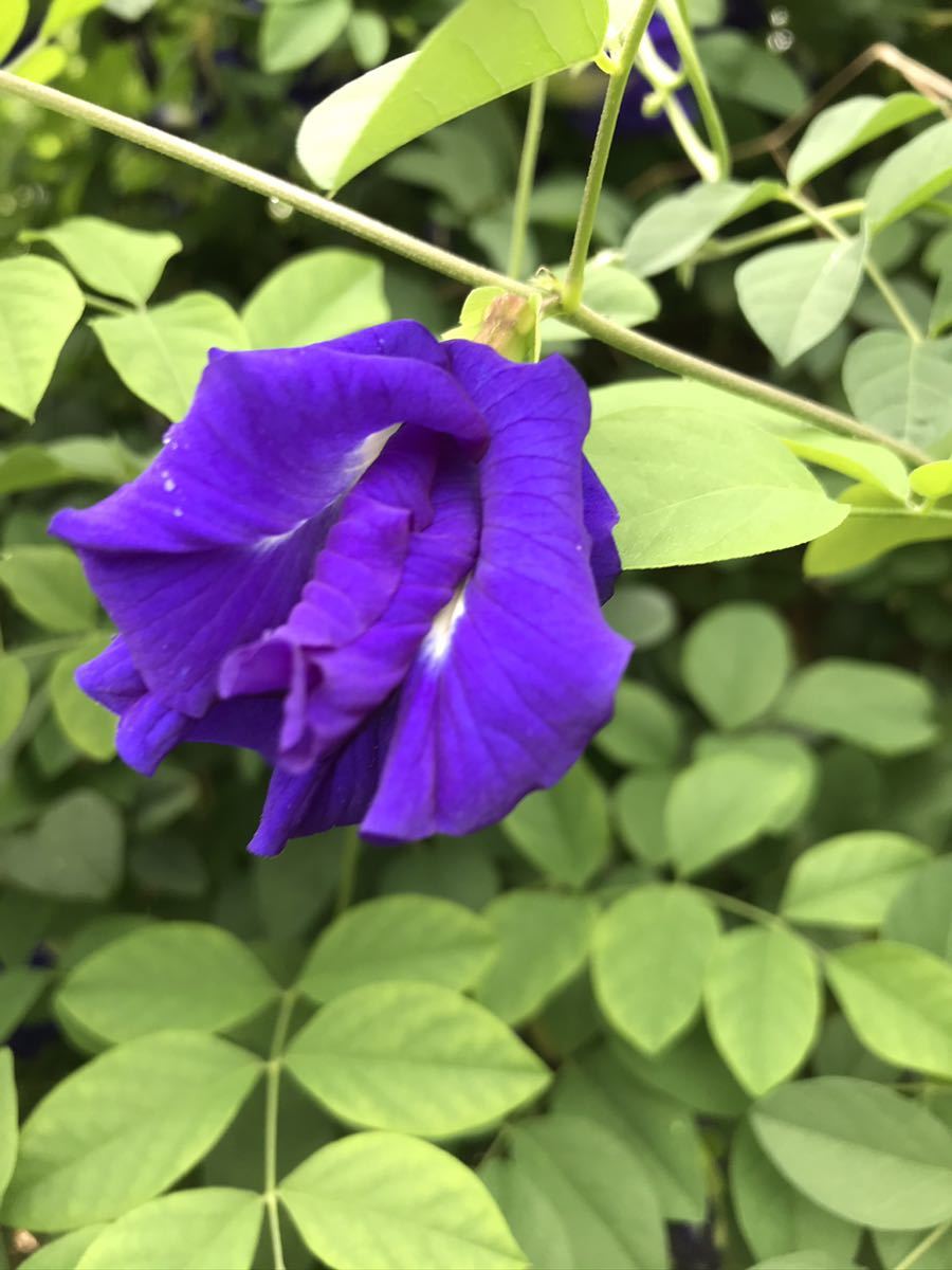 沖縄産無農薬栽培 八重咲きバタフライピー 蝶豆 の種30粒以上 種 売買されたオークション情報 Yahooの商品情報をアーカイブ公開 オークファン Aucfan Com