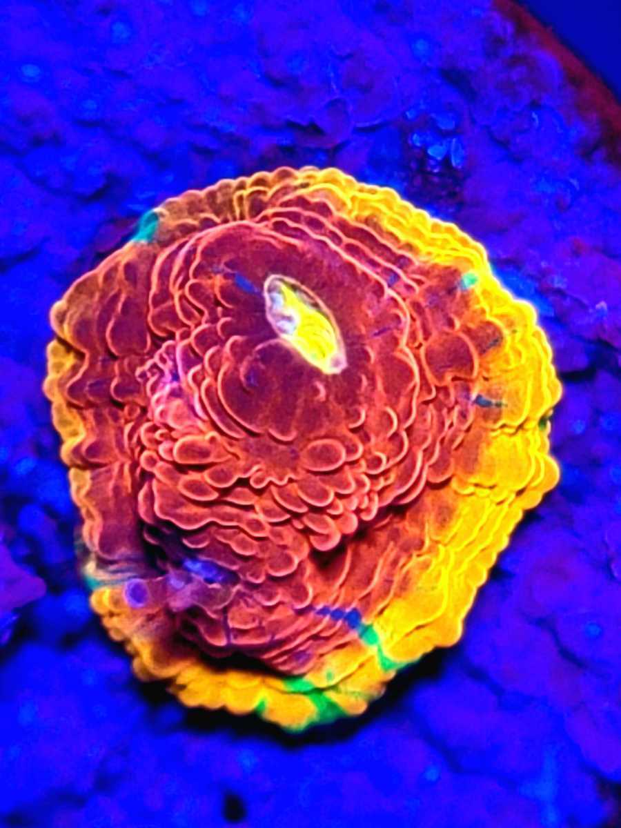 レインボーキッカサンゴ レア サンゴ アクアリウム sps キッカサンゴ