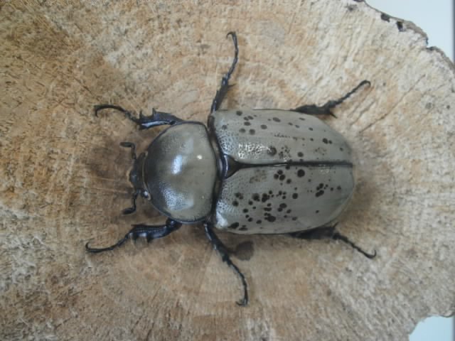 ペア - グラントシロカブト 004 | 成虫 HORNグラントシロカブト BIG Yahoo hkka0511 ② hkka0511グラントシロカブト 新成虫♀48mm単品 グラントシロカブト1♂3 グラントシロカブト♀単品 むしやどんぐり