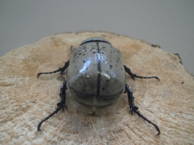 ペア - グラントシロカブト 004 | 成虫 HORNグラントシロカブト BIG Yahoo hkka0511 ② hkka0511グラントシロカブト 新成虫♀48mm単品 グラントシロカブト1♂3 グラントシロカブト♀単品 むしやどんぐり