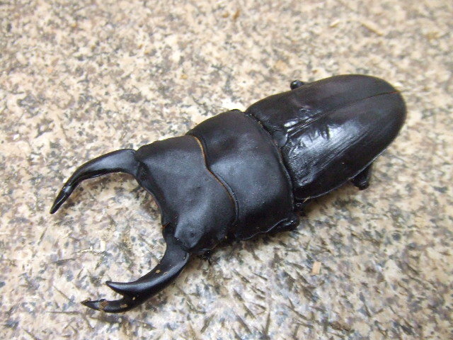 能勢SR血統 オオクワガタ幼虫8頭 87X56 57 菌糸入 能勢SR血統