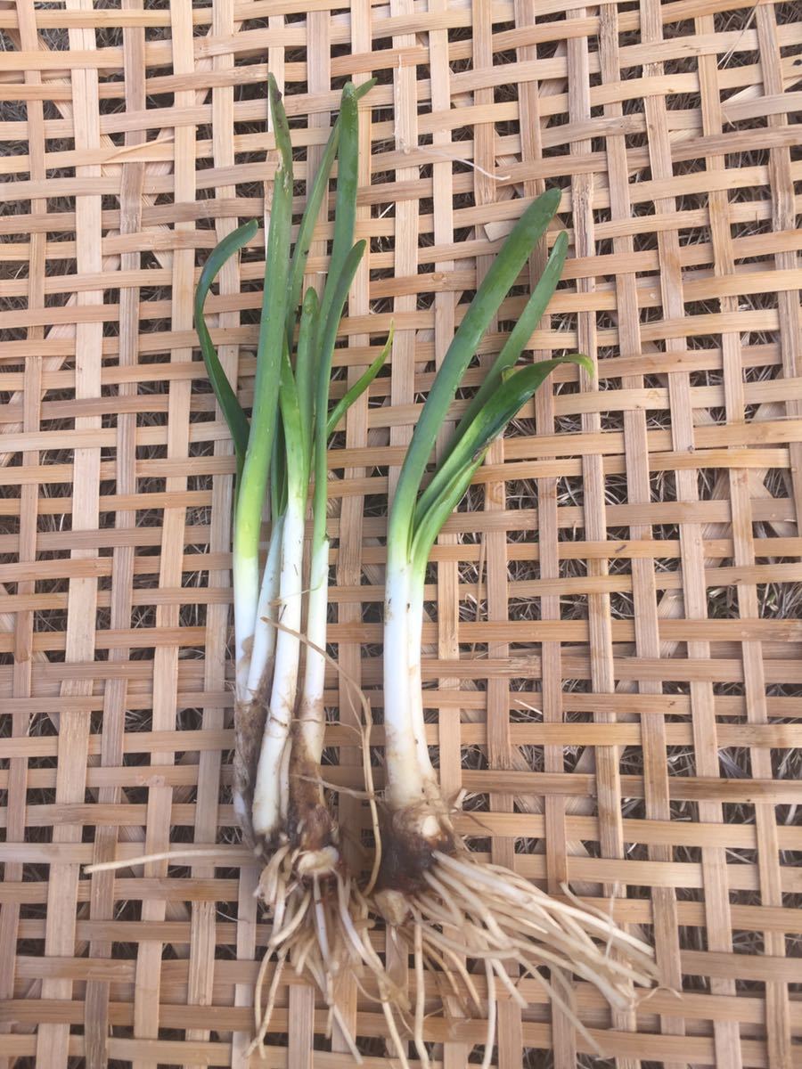 ねぎにら 株 植え替え時期 300件以上の実績あり 野菜 売買されたオークション情報 Yahooの商品情報をアーカイブ公開 オークファン Aucfan Com ねぎにら 株 植え替え時期 300件以上の実績あり 野菜 売買されたオークション情報 Yahooの商品情報をアーカイブ公開 オークファン Aucfan Com