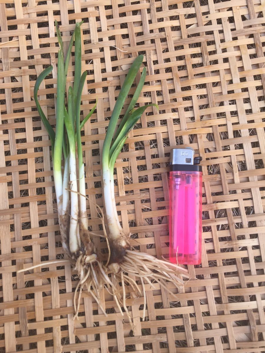 ねぎにら 株 植え替え時期 300件以上の実績あり 野菜 売買されたオークション情報 Yahooの商品情報をアーカイブ公開 オークファン Aucfan Com ねぎにら 株 植え替え時期 300件以上の実績あり 野菜 売買されたオークション情報 Yahooの商品情報をアーカイブ公開 オークファン Aucfan Com