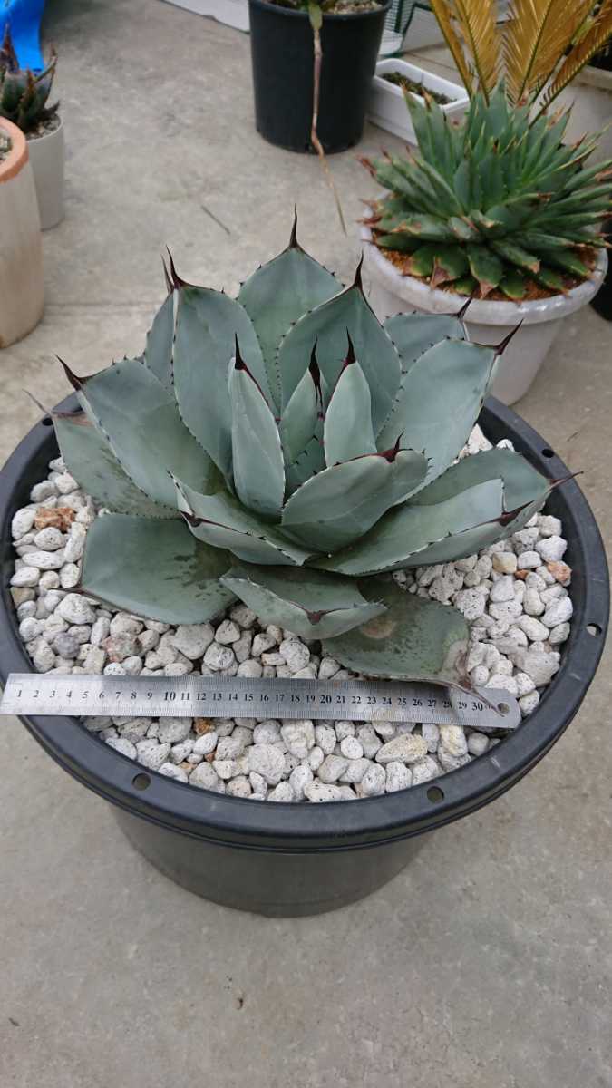 アガベ トランカータ パリー parryi Agave 子株 観葉植物 公式通販 8号