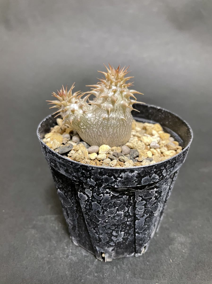 豊富な，定番 パキポディウム マカイエンセ 実生苗 Pachypodium