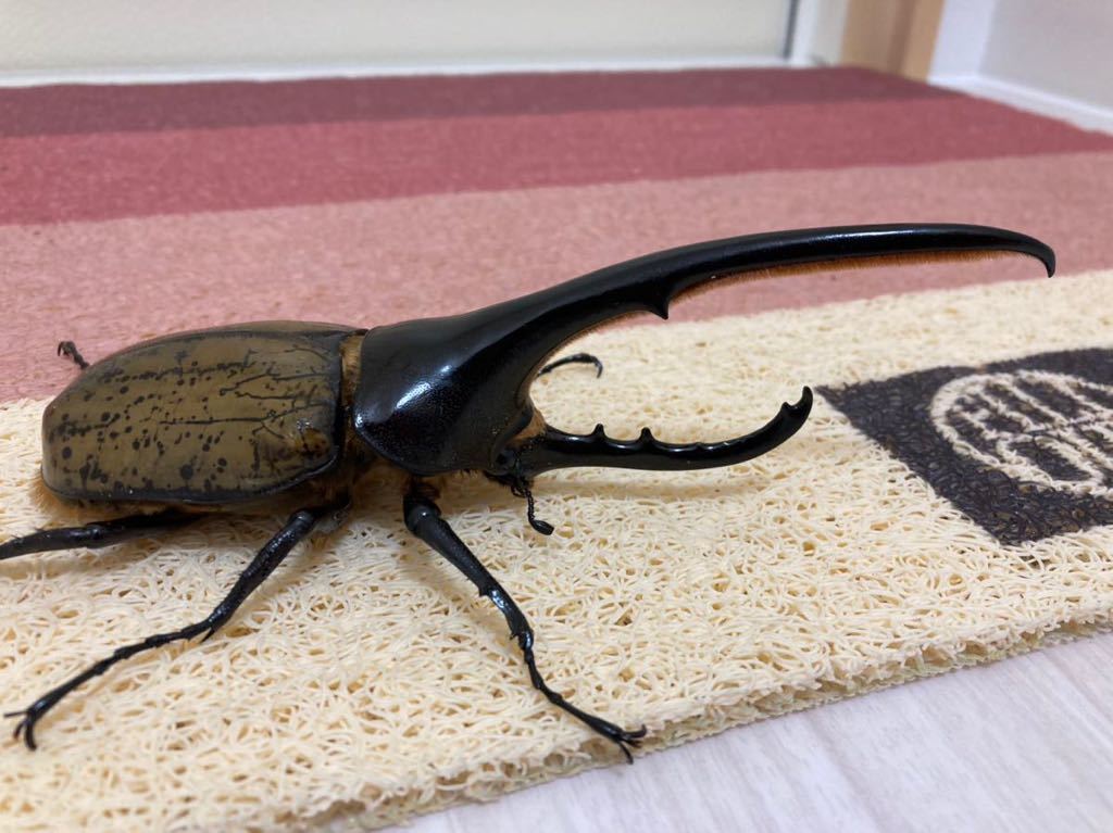 ヘラクレスオオカブト ペア オス161ミリ メス71ミリ ヘラクレス