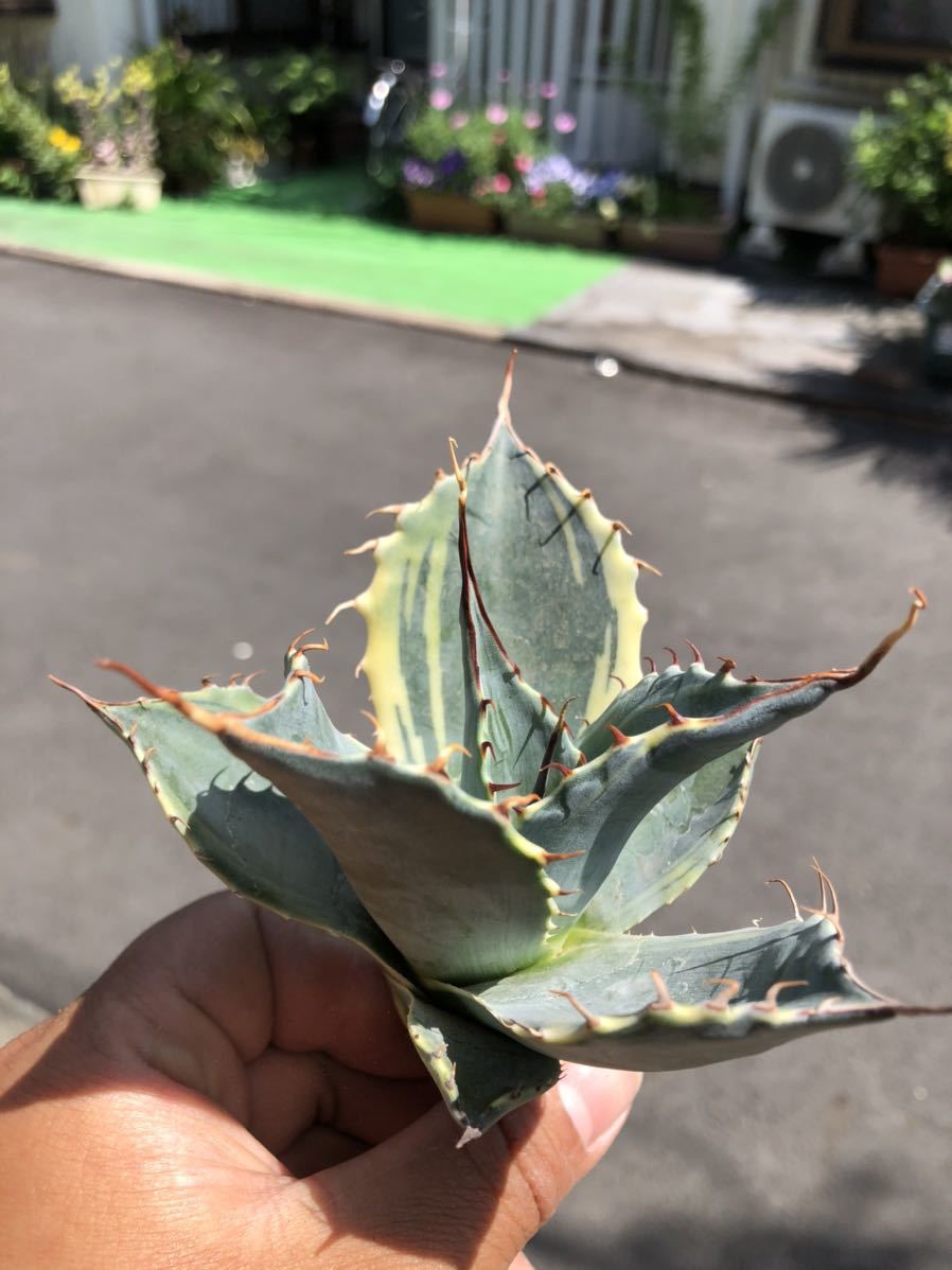 アガベ オバティサナ シースター？大株