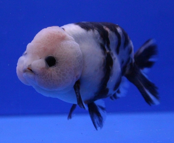 ①　！超セレクト！　☆極美極上個体☆　パンダらんちゅう　11cm位