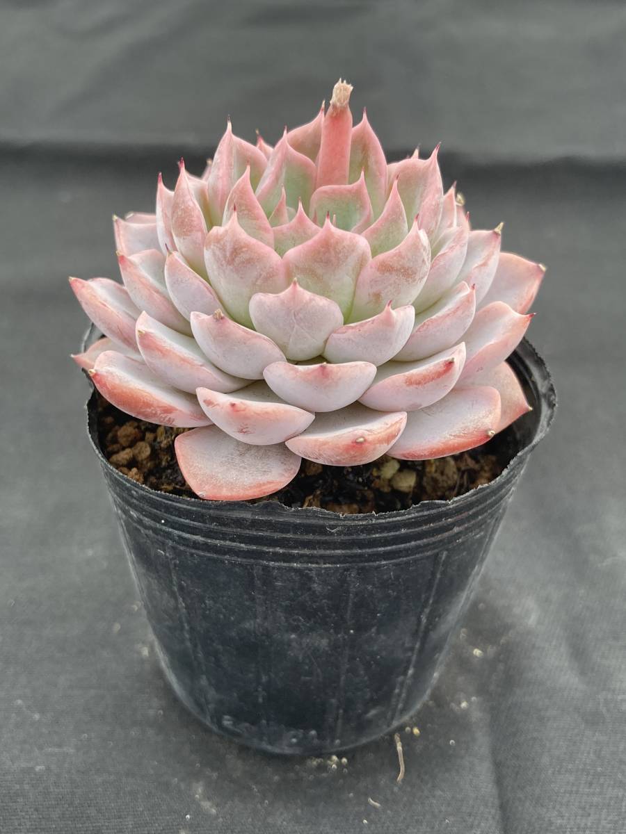 こ*房様 ザラゴーサSPノバ 原種 おらいさん 多肉植物 子株有