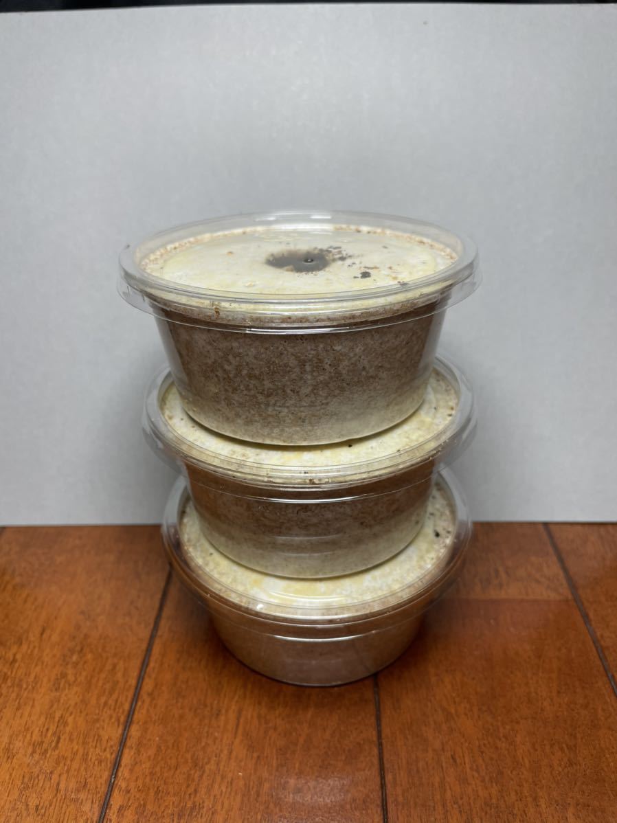 SALE，正規品 ラスト レギウスオオツヤクワガタ 初2令幼虫 3頭 種親90.2mm(外国産)｜売買されたオークション情報、yahooの商品情報をアーカイブ公開 - オークファン 外国産
