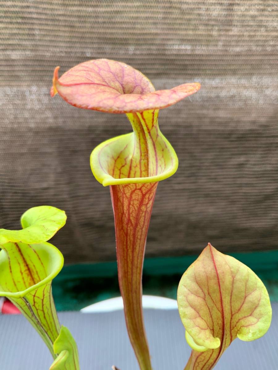 食虫植物 サラセニア フラバ Sarracenia Flava 実生苗 観葉植物 売買されたオークション情報 Yahooの商品情報をアーカイブ公開 オークファン Aucfan Com