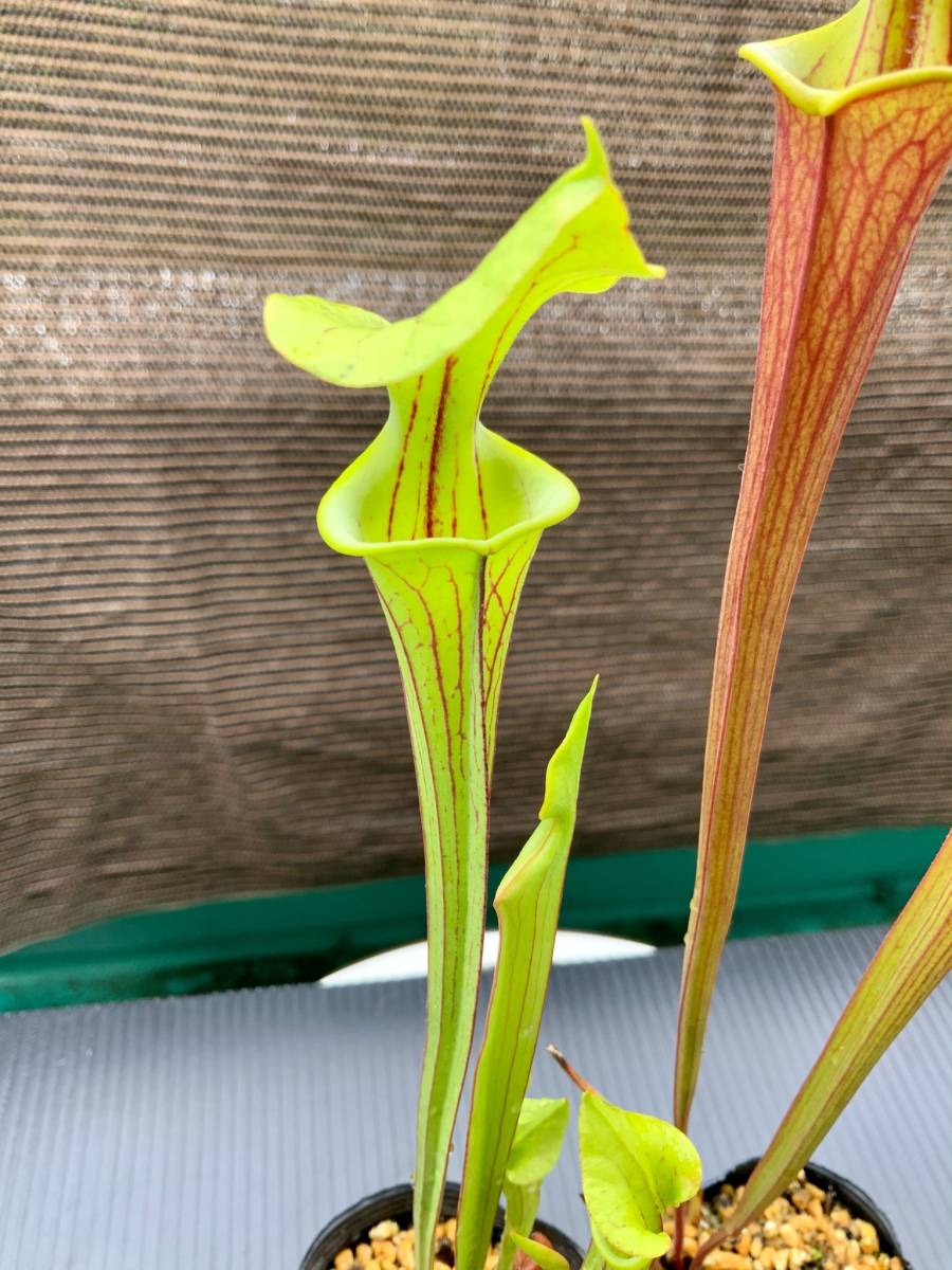 食虫植物 サラセニア フラバ Sarracenia Flava 実生苗 観葉植物 売買されたオークション情報 Yahooの商品情報をアーカイブ公開 オークファン Aucfan Com