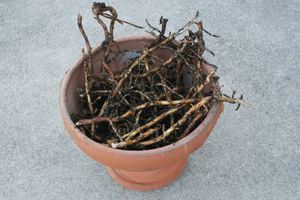 ミョウガ 苗のヤフオク の相場 価格を見る ヤフオク のミョウガ 苗のオークション売買情報は55件が掲載されています