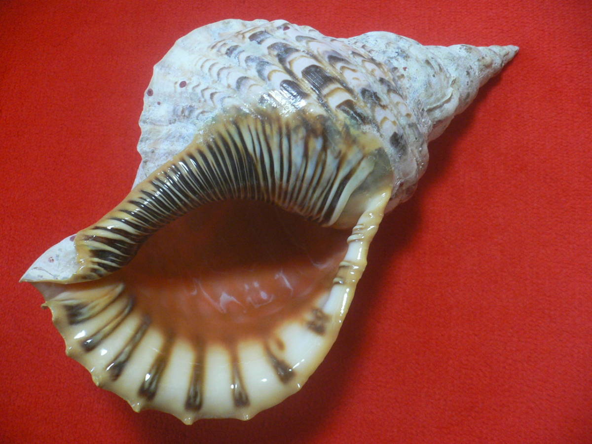 ☆沖縄の法螺貝☆No1☆ほら貝☆ホラガイ☆40.0cm・1250g☆送料