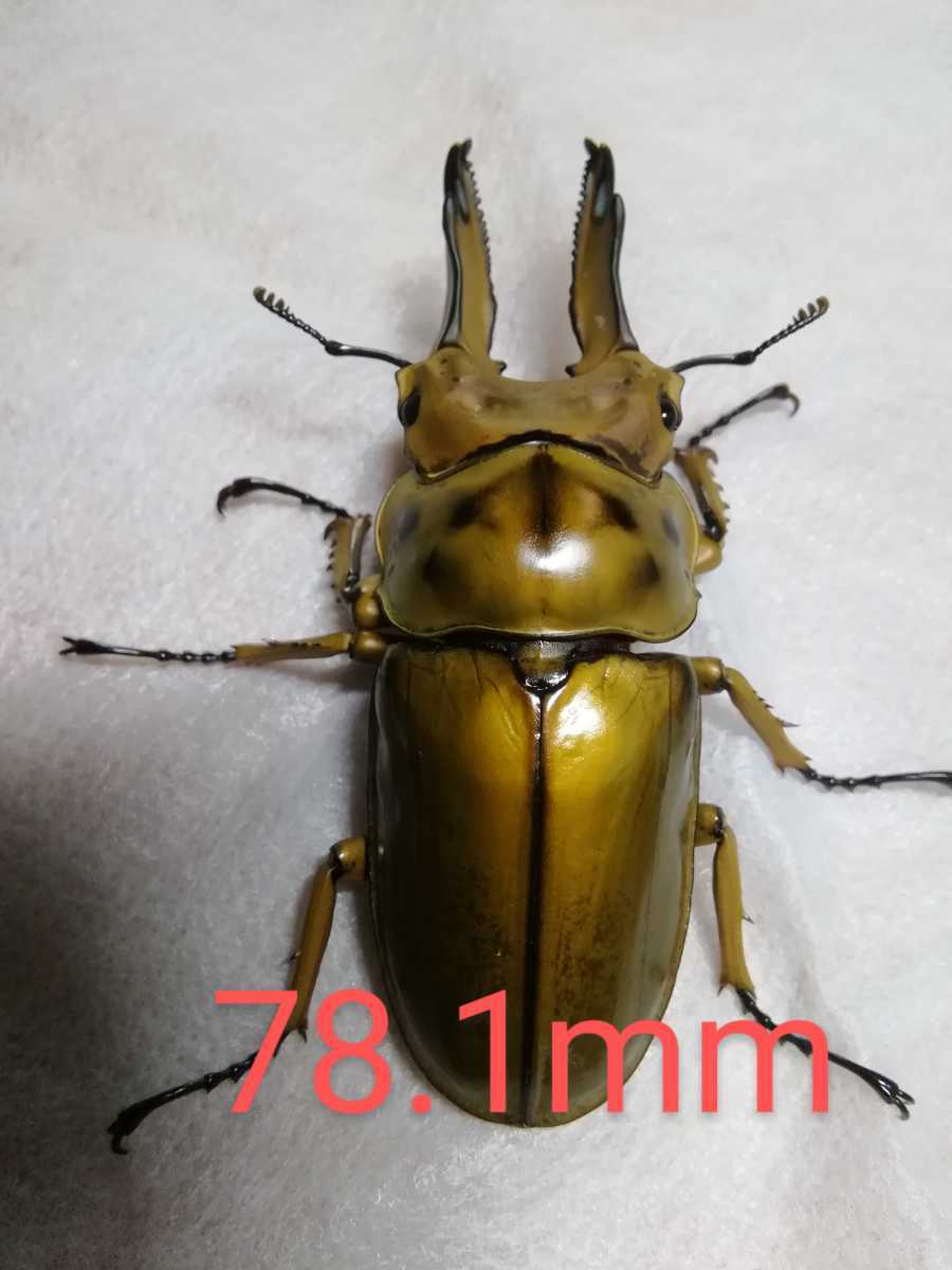 【T・K】【親虫候補】 ババオウゴンオニクワガタ幼虫 4匹