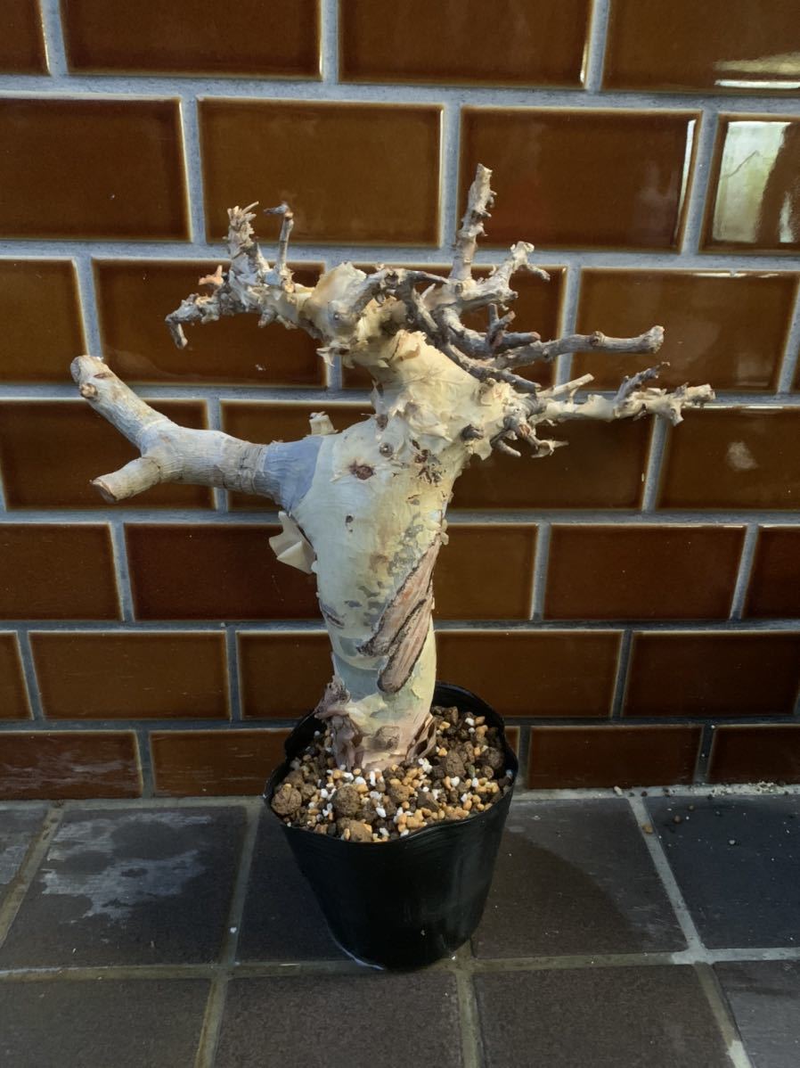 コミフォラ ターカネンシス Kataf 76現地直輸入・発根管理中Commiphora