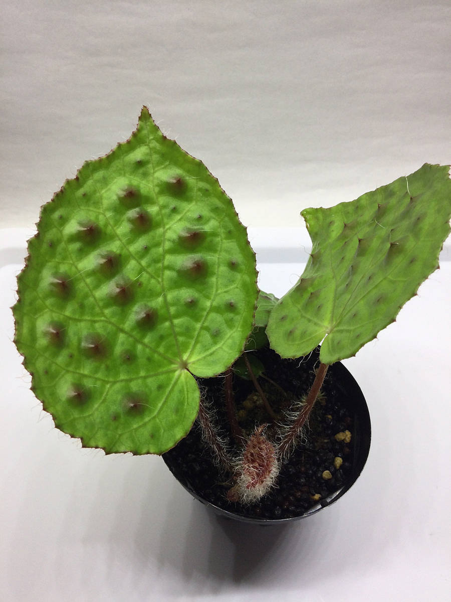 m*o様 54 ベゴニア　フェロックス　トゲトゲ ベゴニア フェロックス アグラオネマ Begonia - トゲトゲ 希少植物の