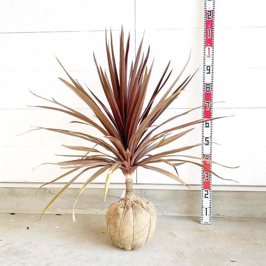 ドラセナ 根巻 樹高：約 110cm 庭木 シンボルツリー 植木 ヤシの木