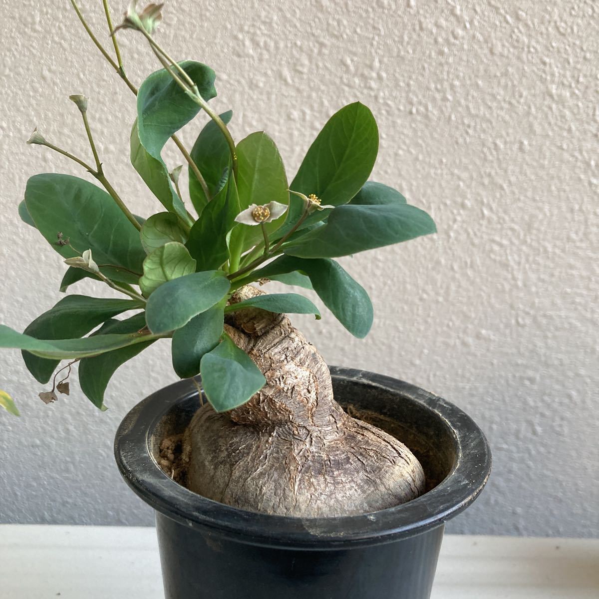 プリムリフォリア 発根済 花、園芸 観葉植物 【公式通販】