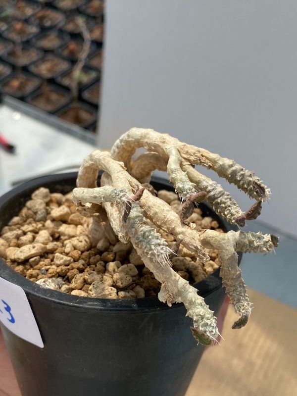 Pachypodium ホロンベンセ horombense 園芸ネット本店｜パキポディウム