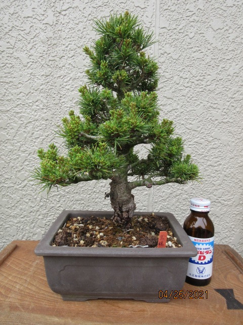 小品　八つ房五葉松「玉粧姫」直幹つくり　樹高2８cm
